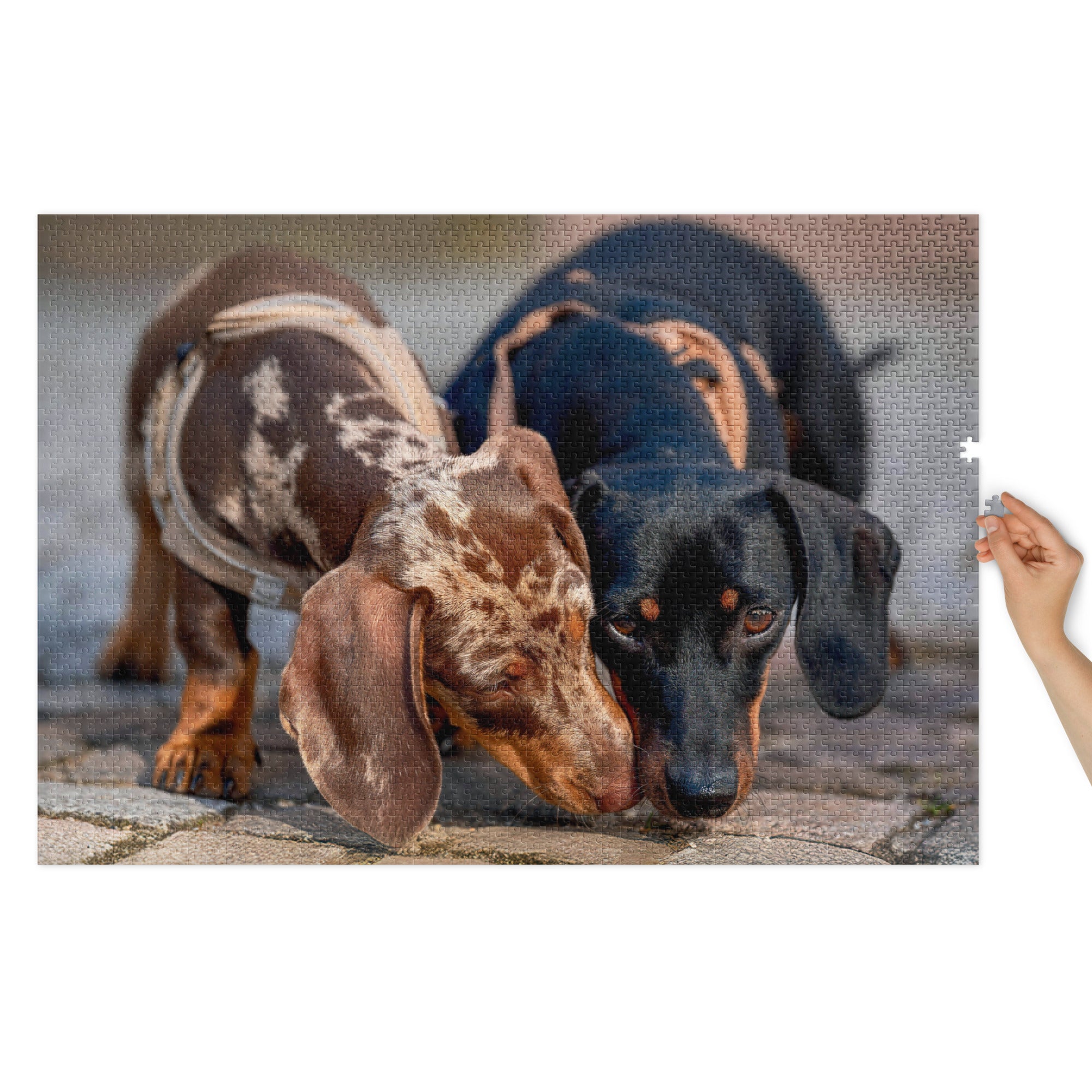 Dachshund Duo Jigsaw Puzzle in Tin featuring two affectionate dachshunds, one dapple and one black-and-tan, in a heartwarming pose.