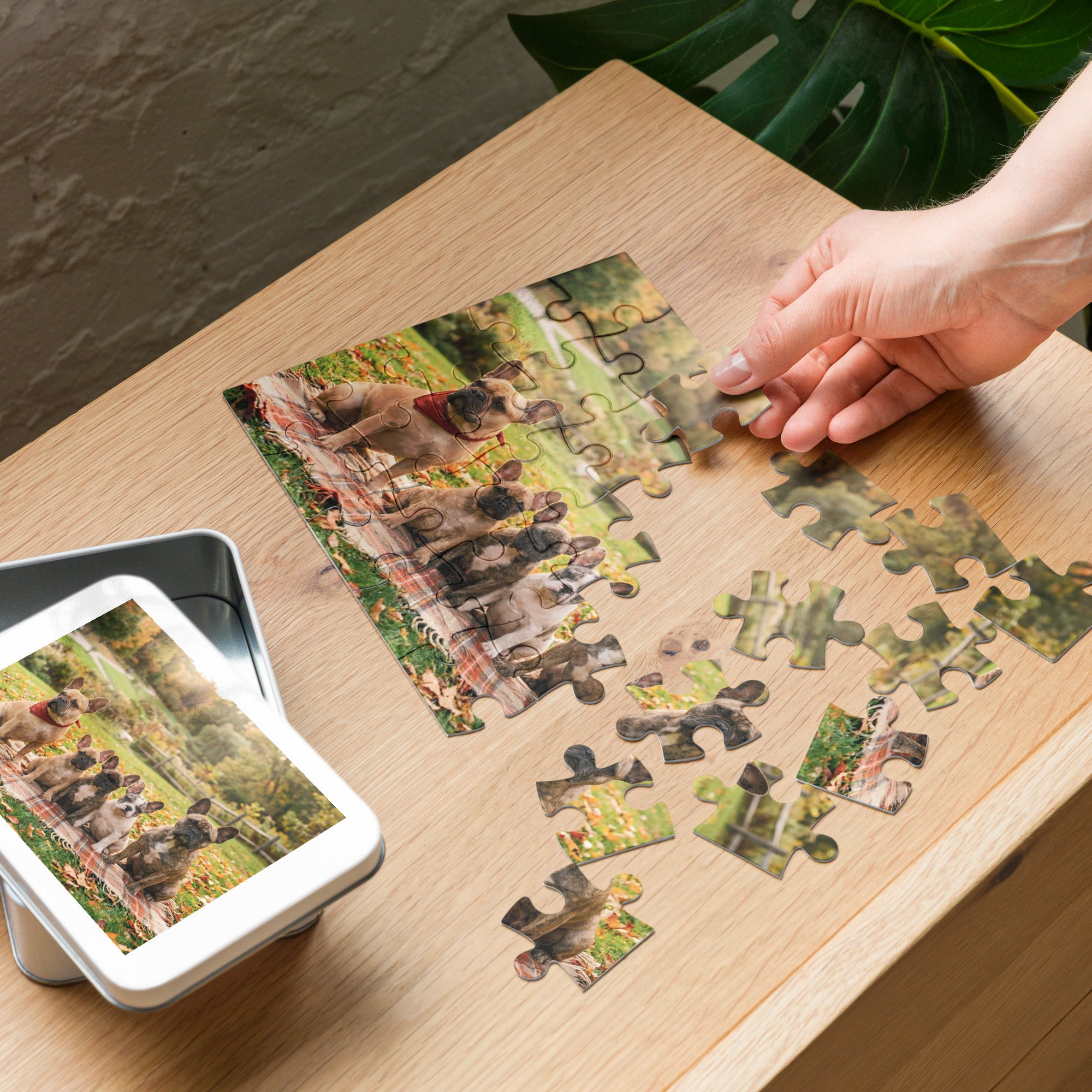French Bulldog Family Autumn Jigsaw Puzzle in Tin being assembled on a table, showcasing a scenic autumn park with playful puppies.