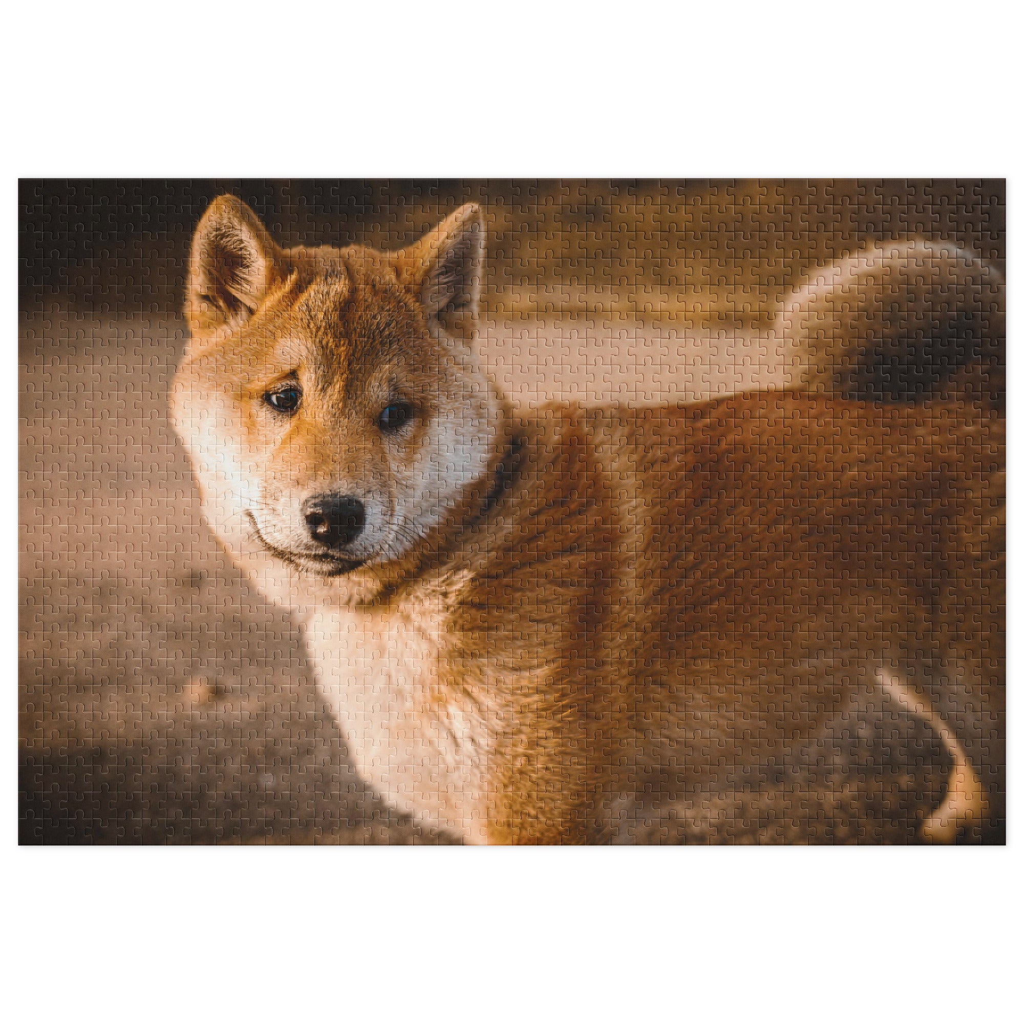 Warm portrait of Shiba Inu on jigsaw puzzle in tin, showcasing calm presence and rich tones in soft evening light
