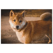Warm portrait of Shiba Inu on jigsaw puzzle in tin, showcasing calm presence and rich tones in soft evening light