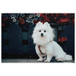 Pomeranian Portrait Jigsaw Puzzle in Tin featuring a white Pomeranian dog with vibrant flowers in the background.