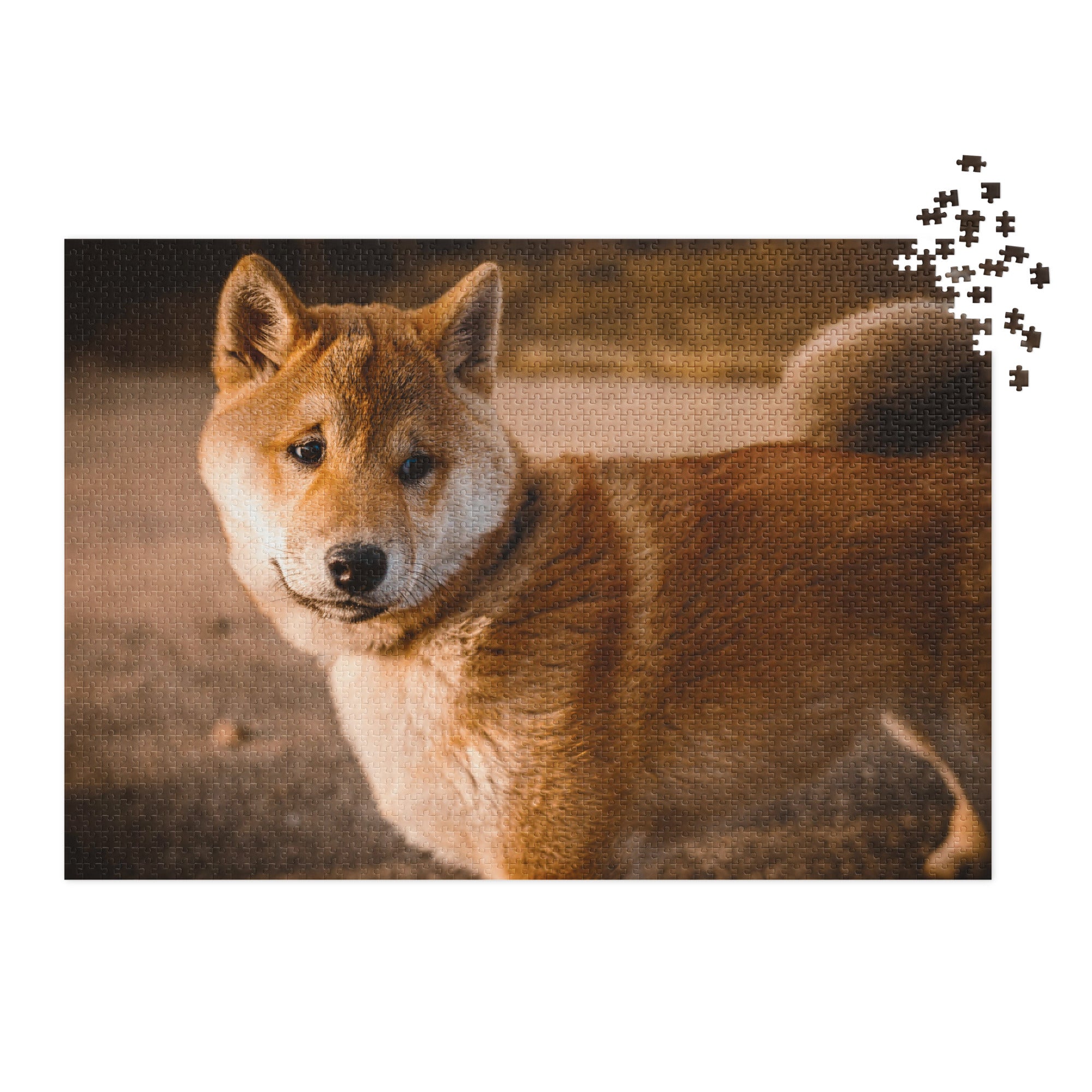 Shiba Inu Portrait Jigsaw Puzzle in Tin with a serene outdoor image of Shiba Inu in evening light in metal tin packaging.