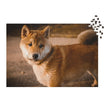 Shiba Inu Portrait Jigsaw Puzzle in Tin with a serene outdoor image of Shiba Inu in evening light in metal tin packaging.