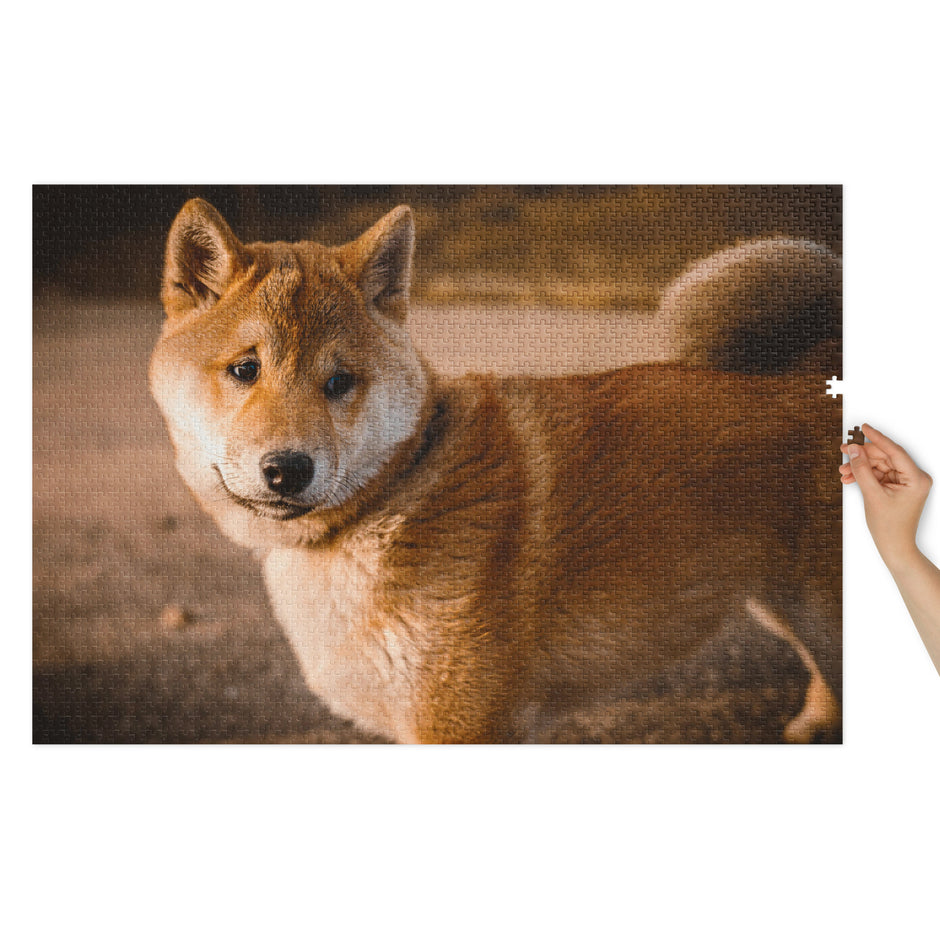 Shiba Inu Portrait Jigsaw Puzzle in Tin featuring a natural outdoor scene with a calm Shiba Inu in evening light.