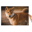 Shiba Inu Portrait Jigsaw Puzzle in Tin featuring a natural outdoor scene with a calm Shiba Inu in evening light.